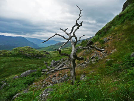 Dead Tree in Landscape