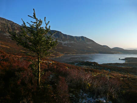 Fir Tree with Lake