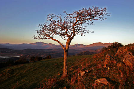 Hawthorn + Snowdon