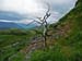 Dead Tree in Landscape