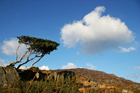 Holly in Rhinogs