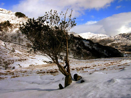 Holly in Snow