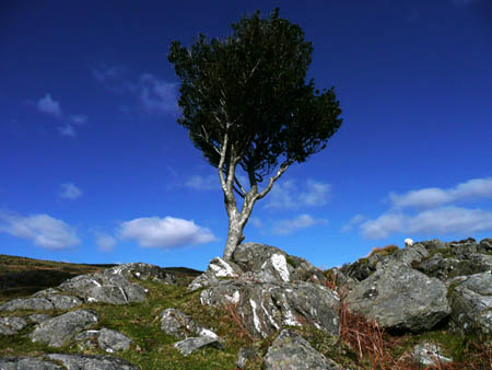Holly with Rocks