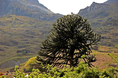 Monkey Puzzle Tanygrissiau