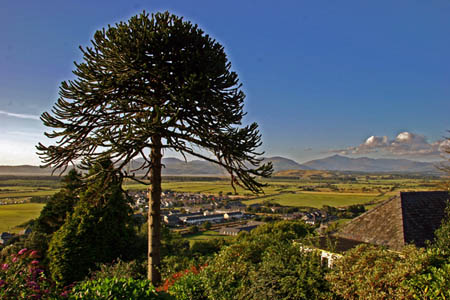 Monkey Puzzle with Snowdon