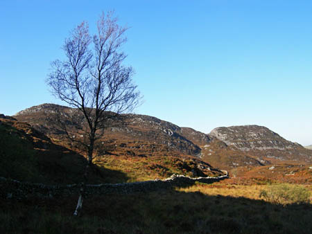 Silver Birch Cwm Bychan