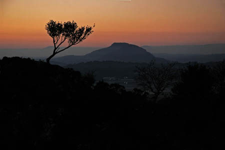 Tree over Port Meirion