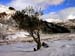Holly in Snow