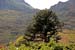 Monkey Puzzle Tanygrissiau