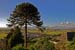 Monkey Puzzle with Snowdon