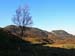 Silver Birch Cwm Bychan