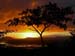 Tree at Sunset