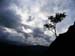 Tree on Mountainside